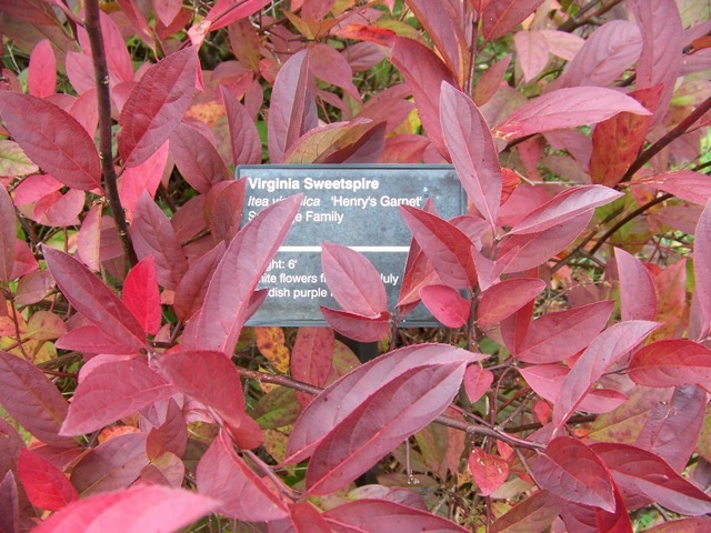 Henryâ€™s Garnet Sweetspire leaves with plaque of name